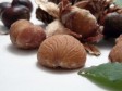 ballotte (anche al micro)