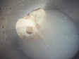 pane pugliese pane pugliese